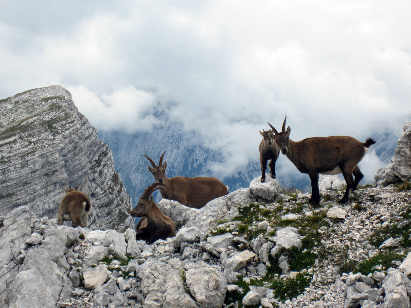  Alpine Ibex 